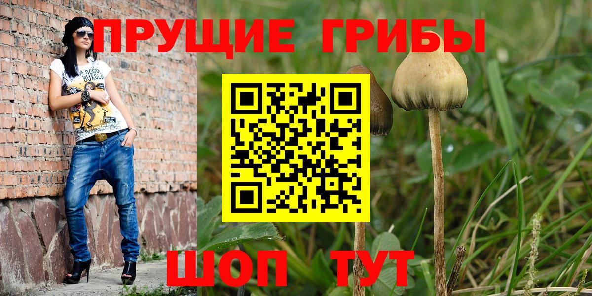Псилоцибиновые грибы Psilocybine cubensis Кемерово